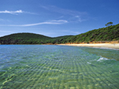 cala violina