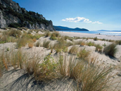 cala forno