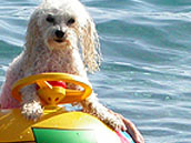 spiagge cani